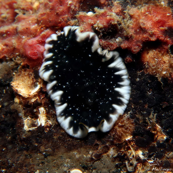 Ver plat de Rawlinson Pseudoceros rawlinsonae