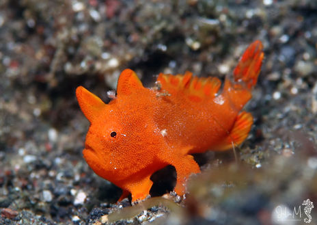 Antennaire peint Antennarius pictus