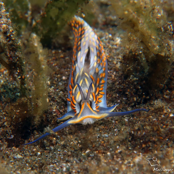 Cerberille à franges dorées Cerberilla potiguara