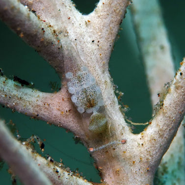 Crevette de gorgone aux yeux roses Neopontonides sp. 