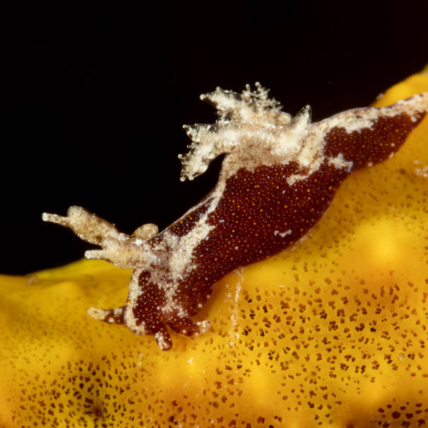 Trapania dalva 