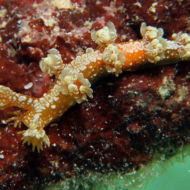 Bornelle à glands Bornella calcarata