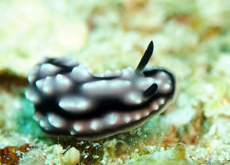 Phyllidie pustuleuse Phyllidiella pustulosa