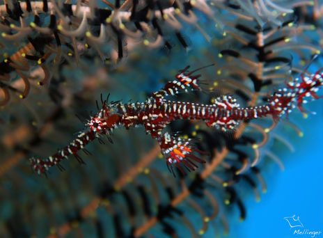 Poisson-fantôme orné Solenostomus paradoxus