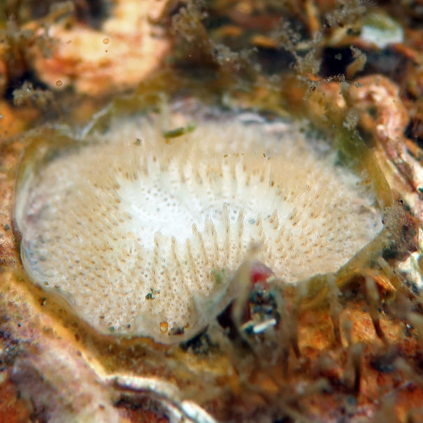 Patinelle rayonnée Patinella radiata