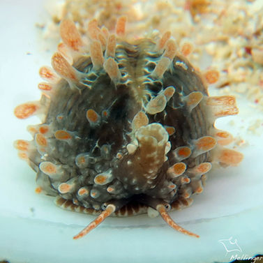 Grain de café commun Pusula pediculus