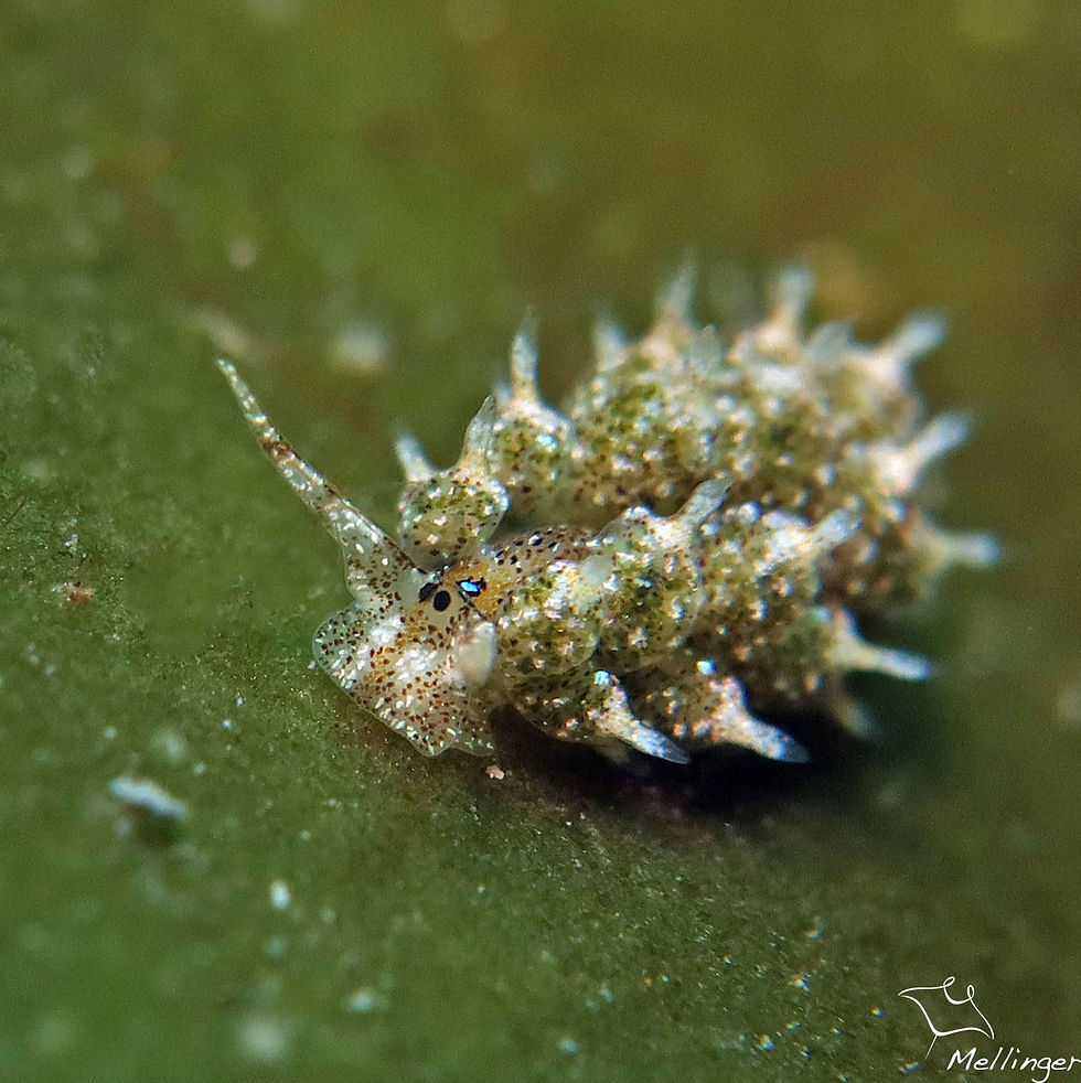 Costasielle ocellée