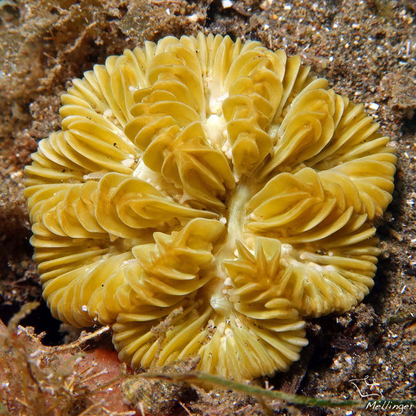 Meandrina méandrites