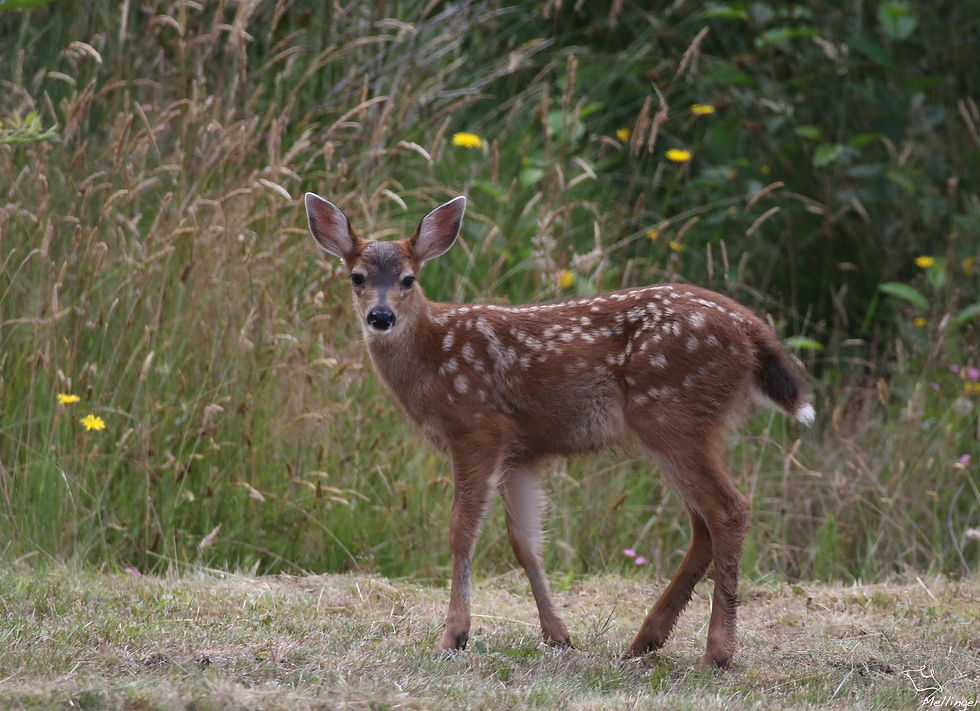 Cerf à queue noire - Odocoileus hemionus
