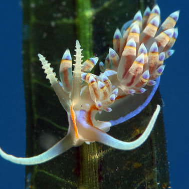 Dondice occidentalis 