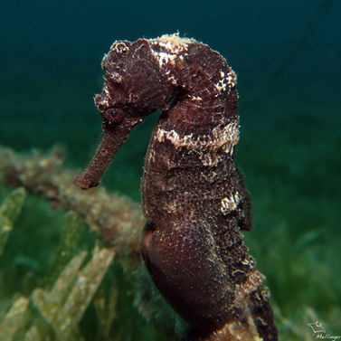 Hippocampe long nez Hippocampus reidi