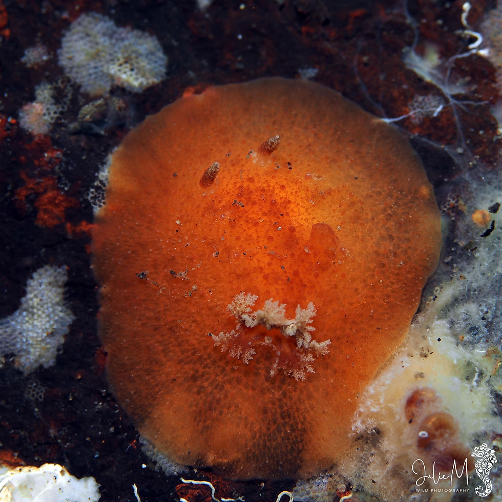 Geitodoris immunda
