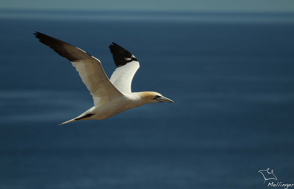 Fou de Bassan - Morus bassanus
