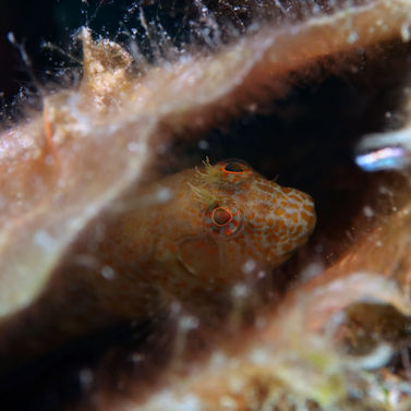 Blennie  tessons Hypsoblennius invemar 