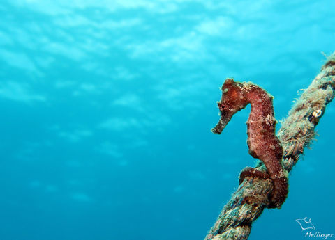 Hippocampe long nez Hippocampus reidi