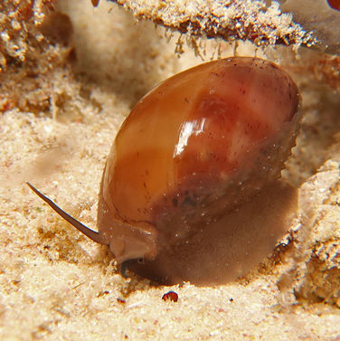 Porcelaine grise Luria cinerea