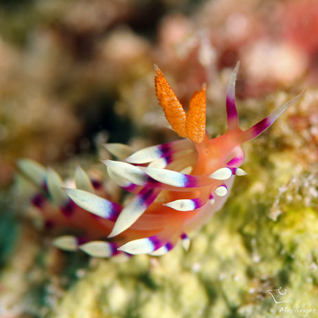 Flabellinde de la passion Flabellina exoptata
