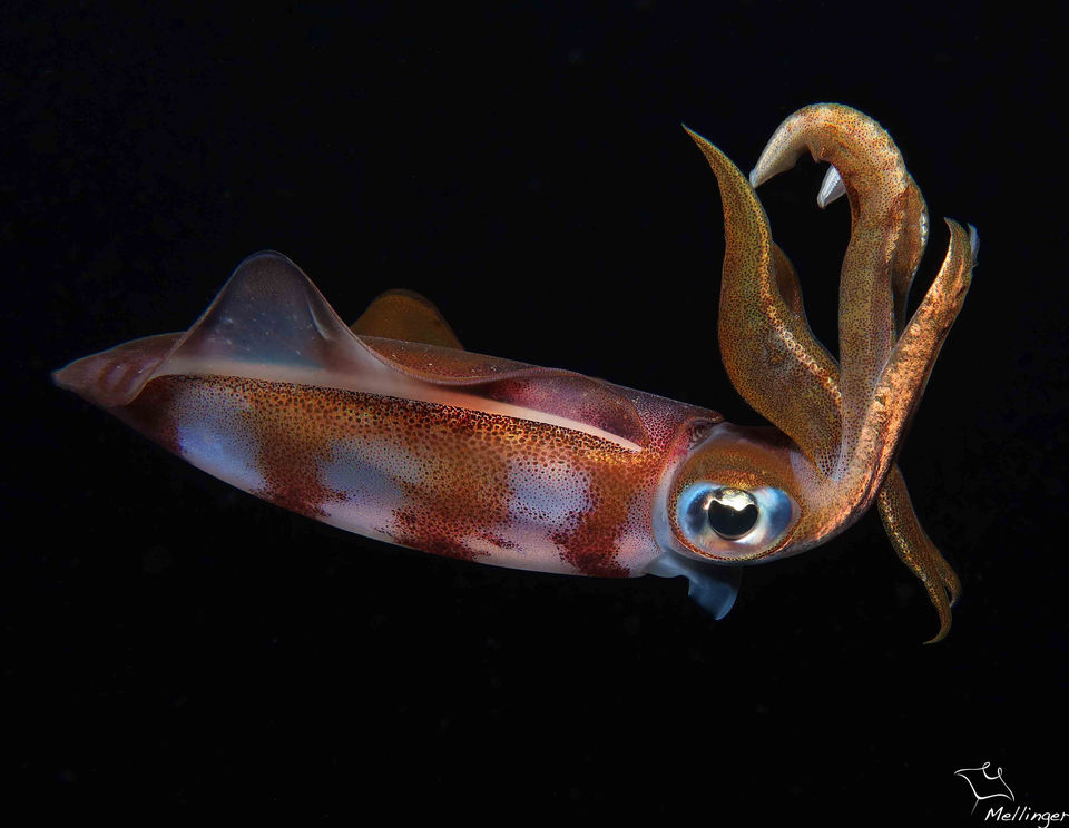 Calamar récifal des caraïbes Sepioteuthis sepioidea 