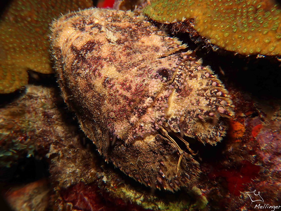 Cigale de mer sculptée