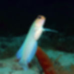 Marionette à tête d'or