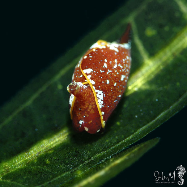 Bulle bilobée Gastropteron chacmol
