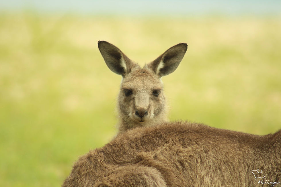 Eastern grey kangaroo - Macropus giganteus