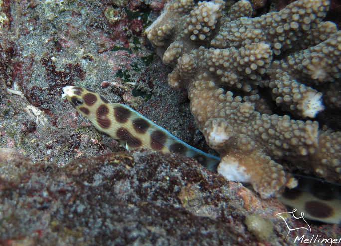 Myrinchthys maculosus