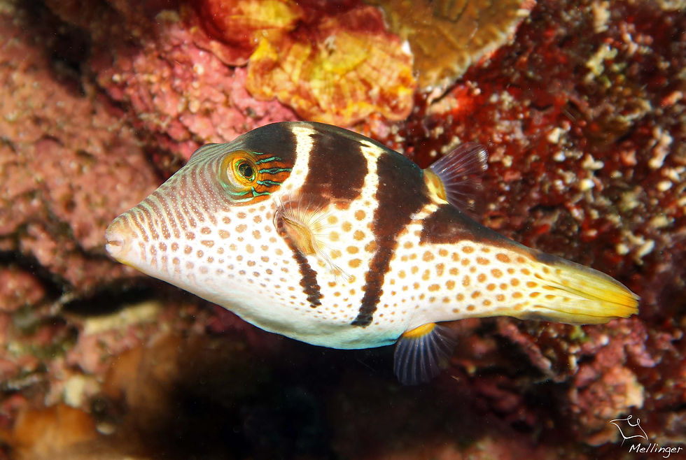 Canthigaster à selles