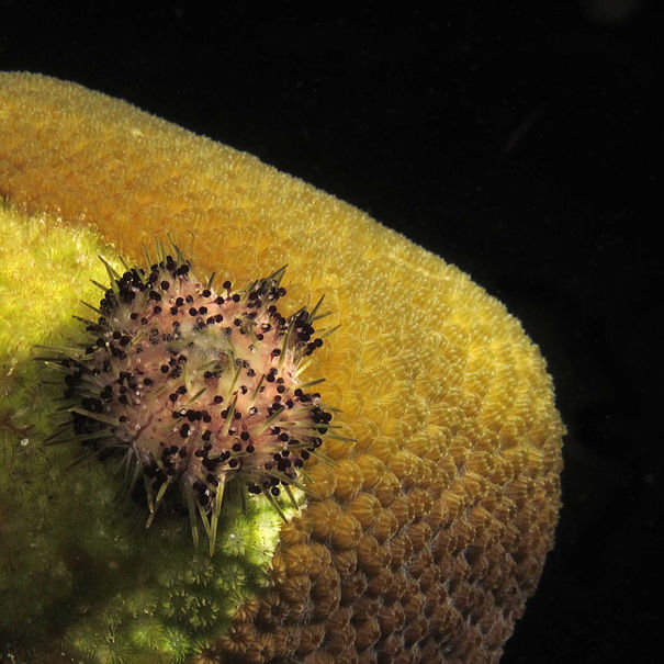 Oursin joyau Lytechinus williamsi 