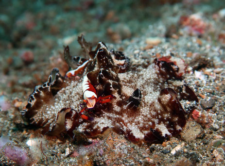 Crevette impériale Periclimenes imperator 