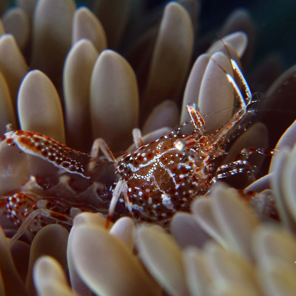 Periclimenes rathbunae