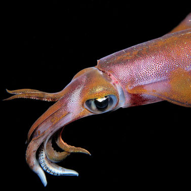 Calamar récifal des caraïbes Sepioteuthis sepioidea 