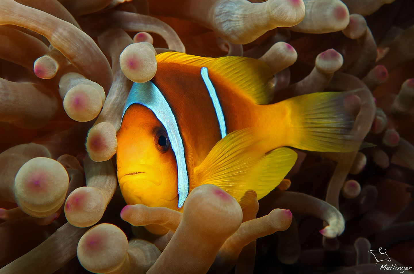 Clown à deux bandes - Amphiprion bicinctus
