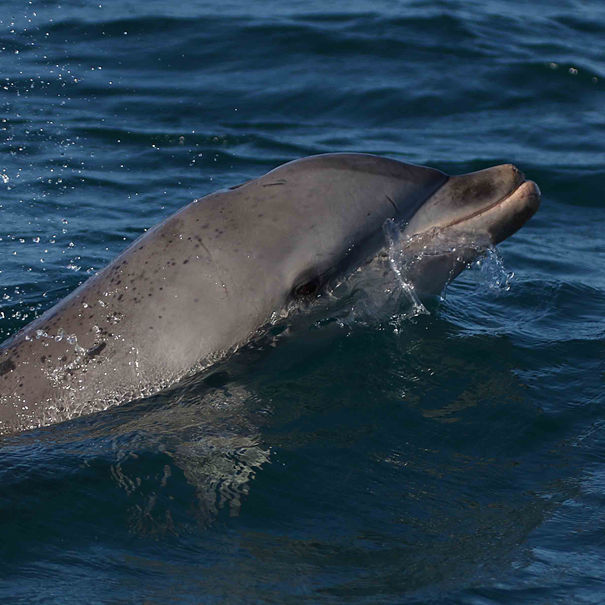 Grand dauphin Tursiops truncatus 