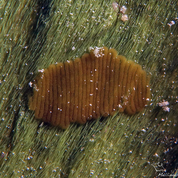 Petalifera ramosa 