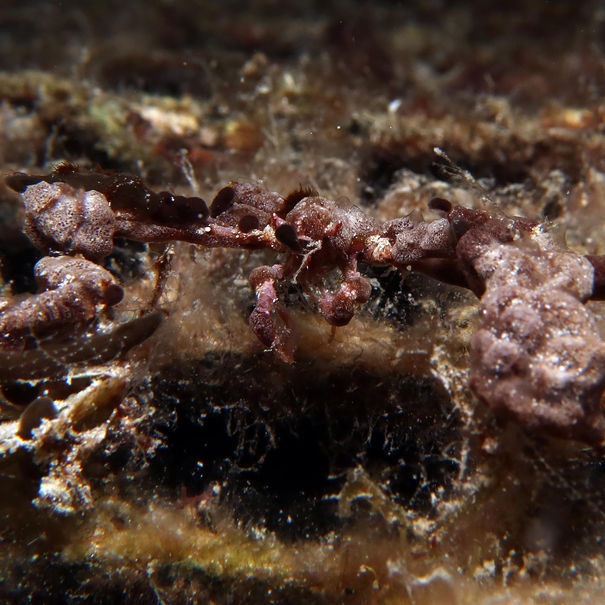 Araignée décorées Podochela sp. 