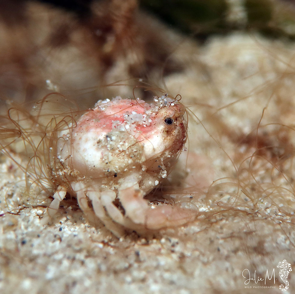 Crabe bourse de Stimpson