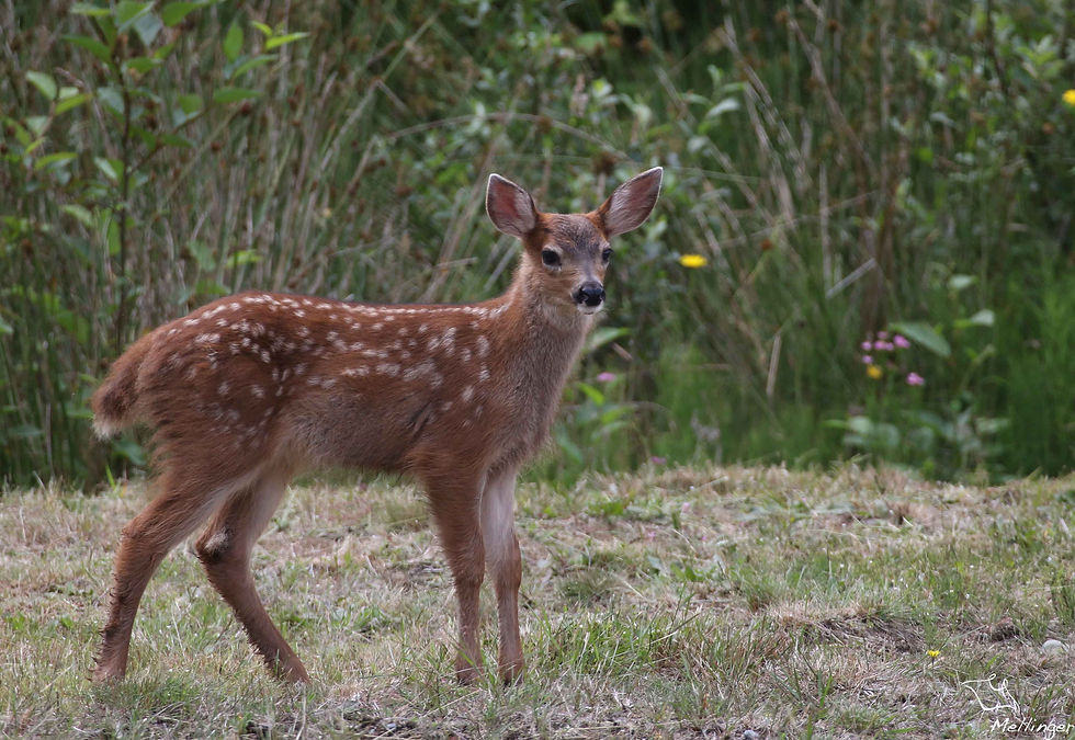 Cerf à queue noire - Odocoileus hemionus