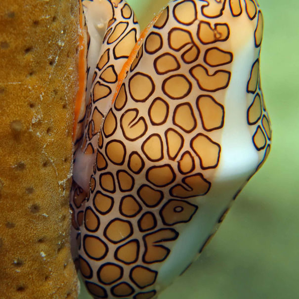 Monnaie caraïbe Cyphoma gibbosum
