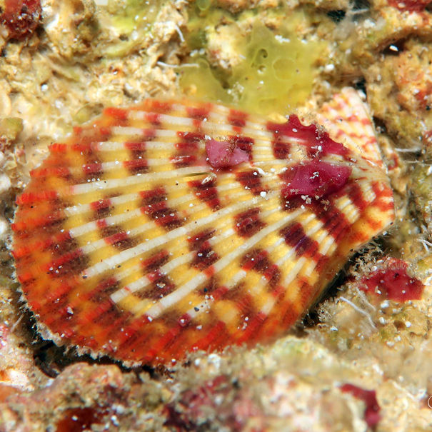 Pecten orné  Caribachlamys ornata