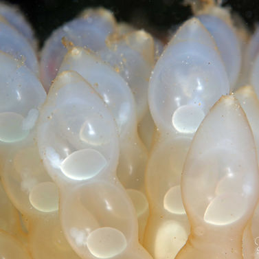 Calamar récifal des caraïbes Sepioteuthis sepioidea 