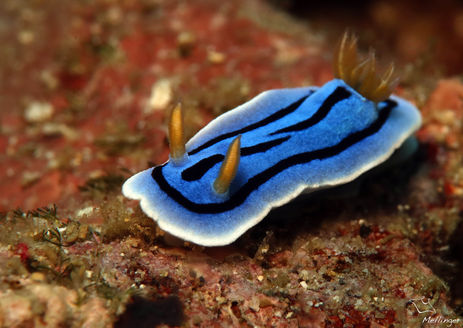 Chromodoris de Loch Chromodoris lochi