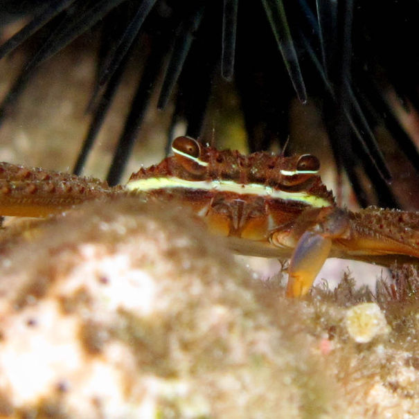 Crabe d'oursin Percnon gibbesi