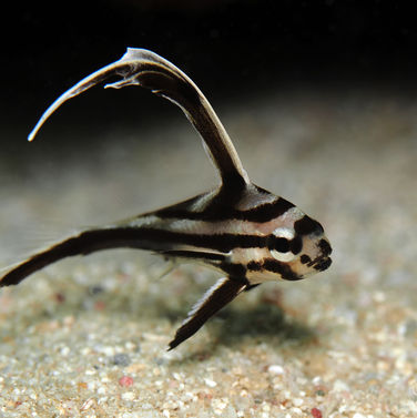 Dragonnet Pareques acuminatus 