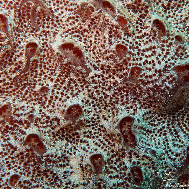 Monanchora arbuscula