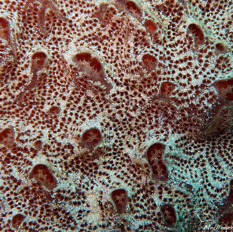 Eponge encroûtante constellée