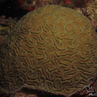 Diploria labyrinthiformis