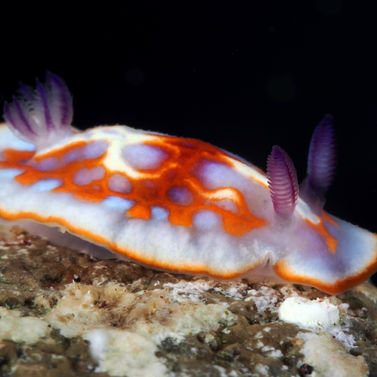 Félimide de Clench Felimida clenchi