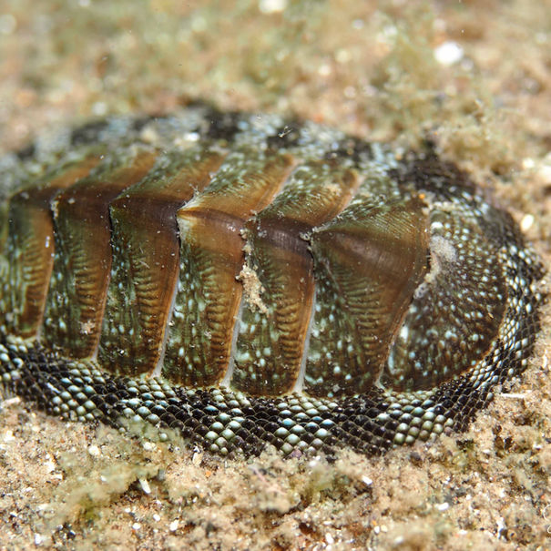 Chiton tuberculatus 