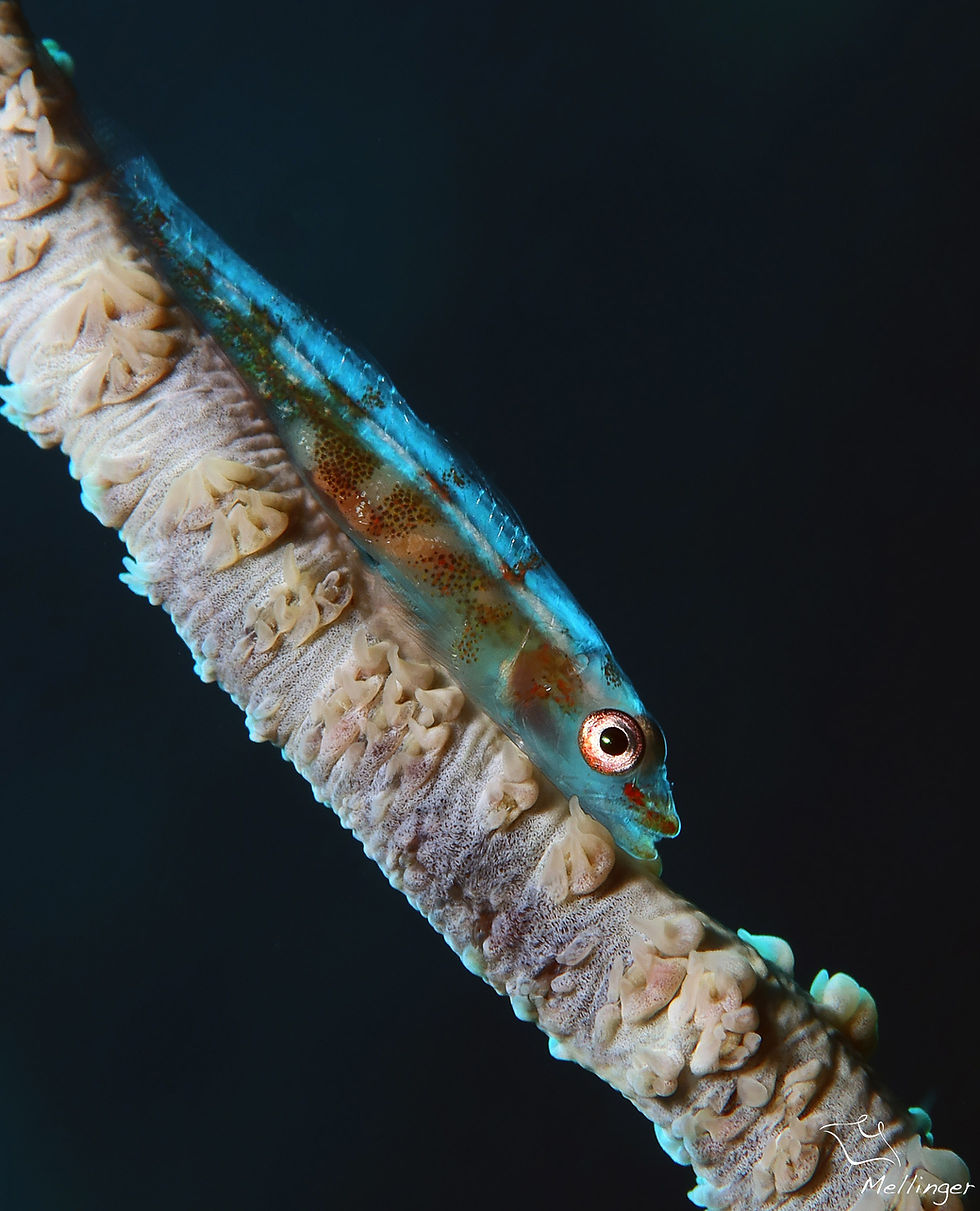 Gobie du corail fouet